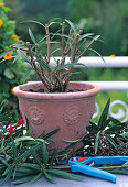 Cut back oleander heavily for rejuvenation