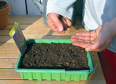 Sowing the individual seeds from the hand 4/11