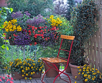 Impatiens walleriana 'Accent Orange', Lobelia