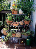 Etagere with various succulents