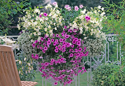 Nicotiana sanderae'White Gnome ', Heliotropium arborescens