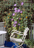 Screen with annual climbing plants (11/11)