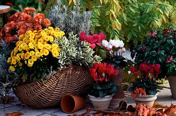 Wicker basket with chrysanthemum (autumn chrysanthemum)