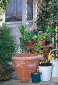Plant boxwood and spring flowers in spring (1/9)