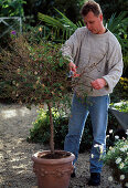 Cut back Bougainvillea in autumn