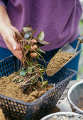 Water lily planting 