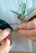 Propagation of cuttings of Hebe (Veronica)