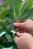 Fertilize camellias