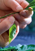 Solanum rantonnetii, propagation of cuttings 4th step