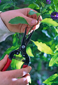 Solanum rantonnetii, Stecklingsvermehrung 2. Step