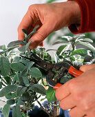 Sage (Salvia) cuttings propagation