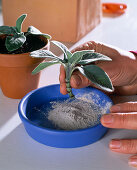 Sage (Salvia) cuttings propagation)