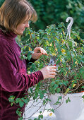 Fuchsienampel im Frühjahr zurückschneiden und umtopfen: 2/8