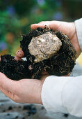 Calla tuber in spring power