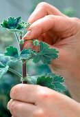 Propagation of leaf geranium cuttings 3rd step