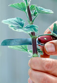 Propagation of leaf geranium cuttings 5.step