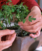 Grafting tomatoes 