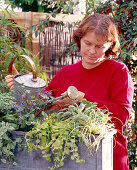 Planting a box with autumn magic perennials 4