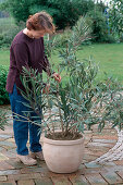 Cut back oleander