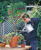 Hedera helix (ivy) as underplanting for fuchsia