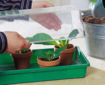 Hydrangea (Hydrangea) cuttings propagation