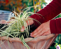 Frühlingschale bepflanzen: 7. Step: Carex (Segge) in die Erde setzen