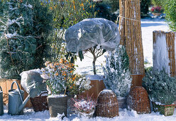 Woods with Bale Protection Outdoor Overwintering - Rhododendron, Pyracantha, Rose,