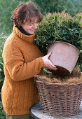 Ball protection for Pieris japonica 3rd step: Place the plant with clay pot in the planter.