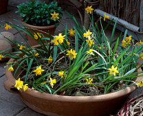 Bowl with withered twigs as support for daffodils with bulbs