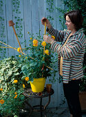 Anemone-flowered dahlia 'Honey' in a self-painted clay pot