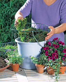 Hanging Basket planted (1/3): Place basket on a bucket