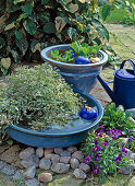 Schalen bepflanzen mit Pistia (Wassersalat), Wasserfenchel