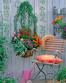 Wire basket on the wall with Hedera (ivy), Dianthus (carnations)