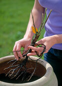 Planting rootless rose in pot