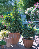 Laurus nobilis (laurel) as stems, pyramid and sphere