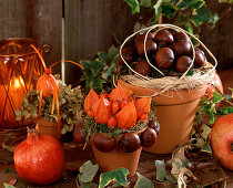 Tontopf mit Physalis / Lampionblume, Aesculus / Kastanien, Hydrangea / Hortensien