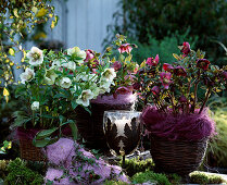 Helleborus orientalis (lenten hellebore) with white and red flowers