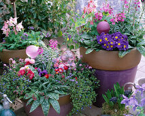 Spring flirt in purple pots, Aquilegia 'Spring Magic', Primula