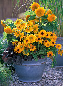 Bowl with Rudbeckia hirta 'Jam', 'Goldilocks' and Prairie Sun'