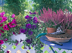 Replace faded summer flowers in late summer, (0/3)