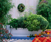 Plant water storage box with herbs