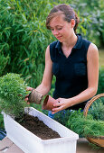 Planting a water storage box with herbs (2/6)