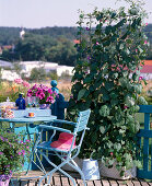 Plant a box with pharbitis (funnel vine) as a screen 9/9