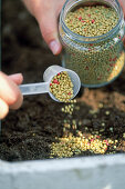 Plant box with pharbitis (funnel) as a privacy screen