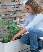 Kasten mit Ipomoea (Winde) bepflanzen (5/6)