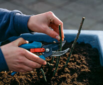 Planting rose in tub, cutting rose