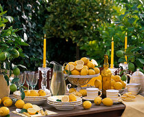 Citrus limon (lemon) on a trellis in a square pot