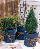 Winterschutz für Kübelpflanzen: 3. Step: Fertig verpackte Kübel auf Styroporplatte stellen