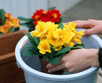Planting a primrose box (2/6)