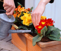 Plant primrose box